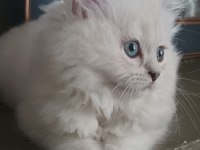 British longhair kızımıza yeni yuva