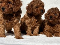 Sevimli toy poodle yavrularımız