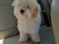 Sevimli toy poodle