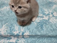 BRİTİSH SHORTHAİR MİNNAK YENİ YUVASINI BEKLİYOR