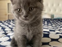Eğitimli 2.5 aylık yavrular scottish fold
