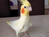 Sultan papağanı erkek