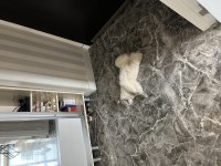 Yakışıklı Kedimize Yuva Arıyoruz