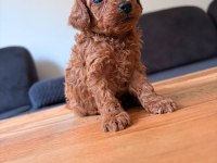 MUHTEŞEM GÜZELLİKTE TEACUP POODLE YAVRULARI