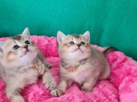 Golden British Shorthair yavrularımız hazır