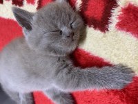 2 buçuk aylık bebiş scottish fold