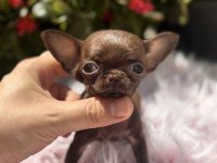Teacup dişi elma kafa chihuahua
