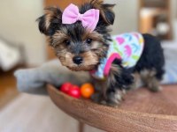 Teacup Ve 0 No Morkie Yavrular