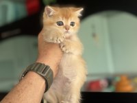 Çok Özel Ny12 Golden British Shorthair Yavrularımız