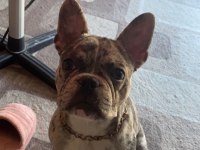 7 aylık dişi merle french bulldog acil
