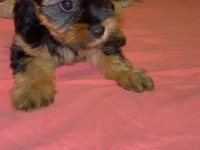 Yorkshire Terrier yavruları