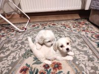 Ev Doğumu Maltese Bebekler