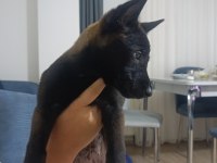 A KALİTE İRAN KAN HATTI