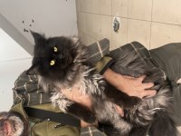 Xxl şampiyon baba maine coon yavruları