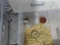 HAMSTER ÇİFTİMİZ