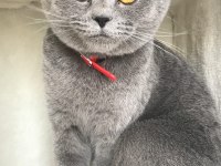 British shorthair gri kedimiz