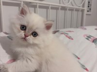 Safkan British Longhair Bebekler