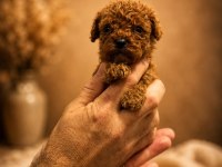 Safkan Toy Poodle Köpeği