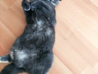 Ücretsiz sahiplendirme scottish fold