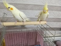 Sultan papağanı yavru 2 aylık