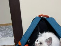British Shorthair Blue Point
