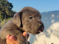 A şecereli şampiyon kan hattı cane corso