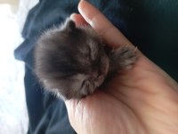 Tek yavru kaldı çikolata lilak scottish fold