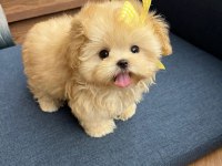 ÜST KALİTE MALTİPOO BEBEKLERİM