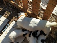 2 aylık Jack Russell safkan