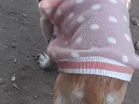 Acil şivava betty