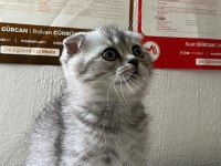 Scottish fold