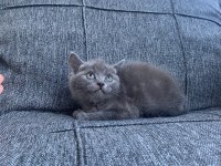 2 erkek british shorthair blue yavrular