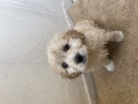 2 aylık terrier