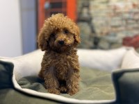 Toy Poodle Güzelliği @petclubadanaa
