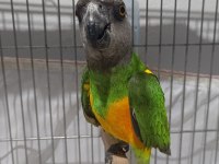 Senegal papağanı 13 aylık