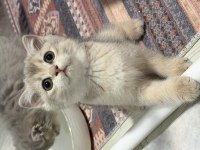 Tam Oyuncu Yavru British Shorthair