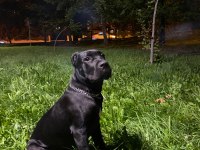 5 Aylık Cane Corso
