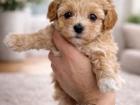 F1 Maltipoo toy boy yavrular
