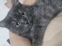 Orjinal blue point-british shorthair yavrular