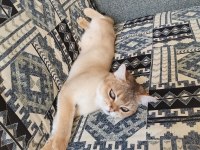 8 aylık erkek british shorthair fotolar yeni