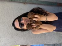 Toy poodle yavrularım sağlık ve ırk garantilidir