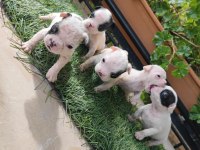 Bir o kadar sevimli french bulldog