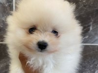 Orjinal Minyatür pomeranian