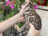 Bengal yavru kedim