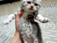 British shorthair bebişlerimizi sahiplendiriyoruz