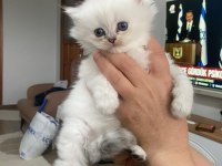 Uzun Tüylü Kodlu Efsane British Longhair Yavrularım