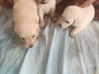 Oyuncu golden retriever bebekler