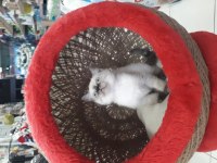 Çikolata point british shorthair