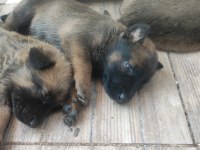 Belçika malinois