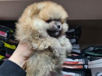 Tıraşsız pomeranian bebekler
